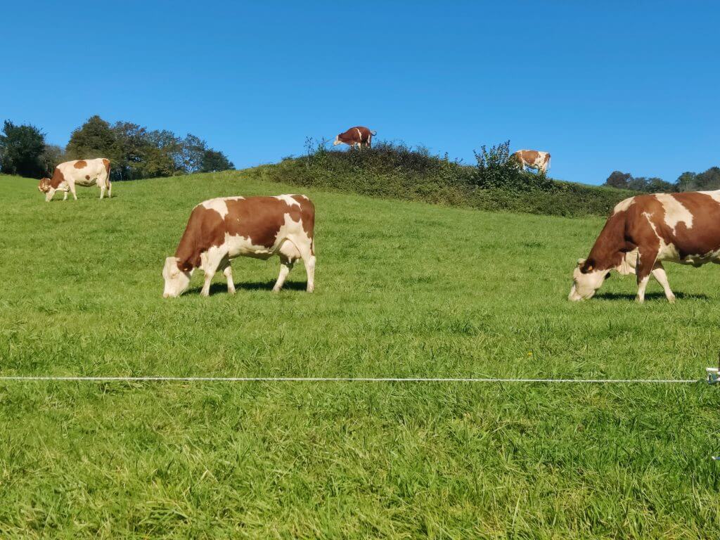 vaches dans le pré