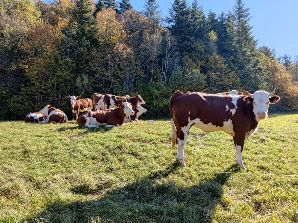 troupeau de vache