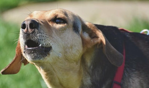 Aboiement de chiens